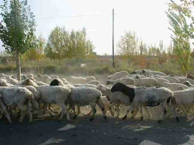 新疆 - 塔克拉玛的另一道风景,图八
