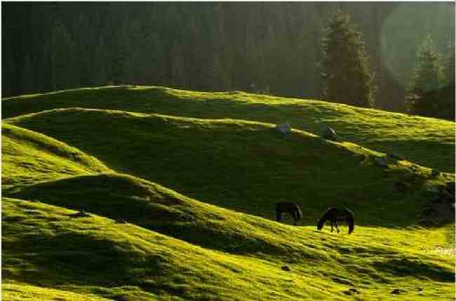 新疆江布拉克草原风光,图十三