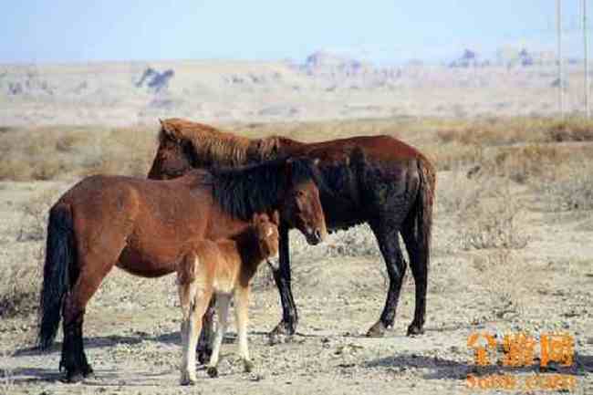 新疆自驾之旅（五）,图十二