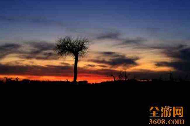 怪树林胡杨,图七