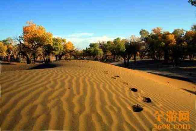 沙漠胡杨,图十二