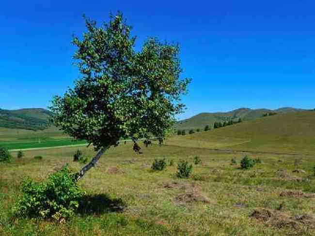 新疆草原（下）,图一