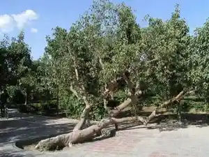 新疆 - 塔克拉玛的另一道风景