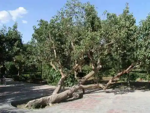 新疆 - 塔克拉玛的另一道风景