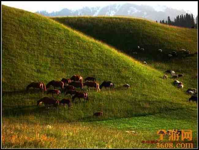 新疆北疆风光,图一