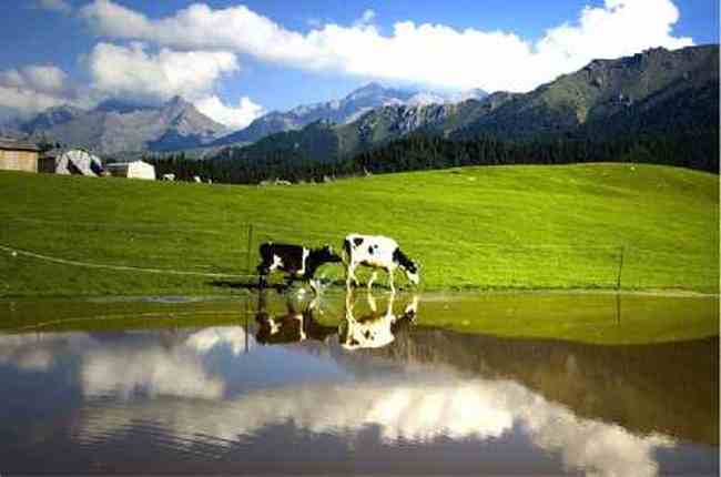 新疆江布拉克草原风光,图十七