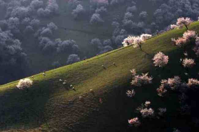 原始杏树沟,图三
