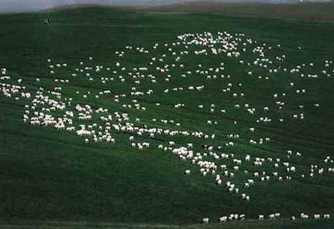 新疆巴音布鲁克草原,图二