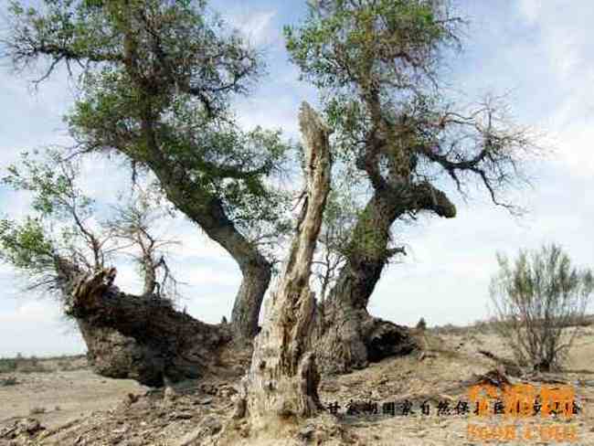 甘家湖神韵,图十七