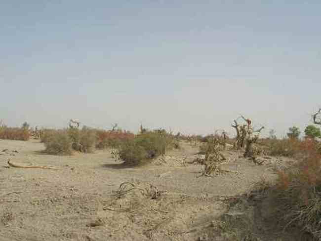 新疆 - 塔克拉玛的另一道风景,图五