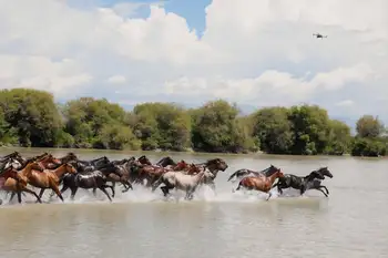 昭蘇濕地公園,天馬浴河,圖八