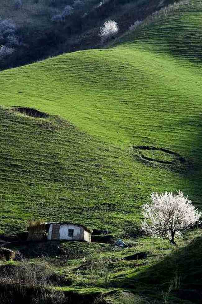 新疆新源县 原始杏树沟,图八