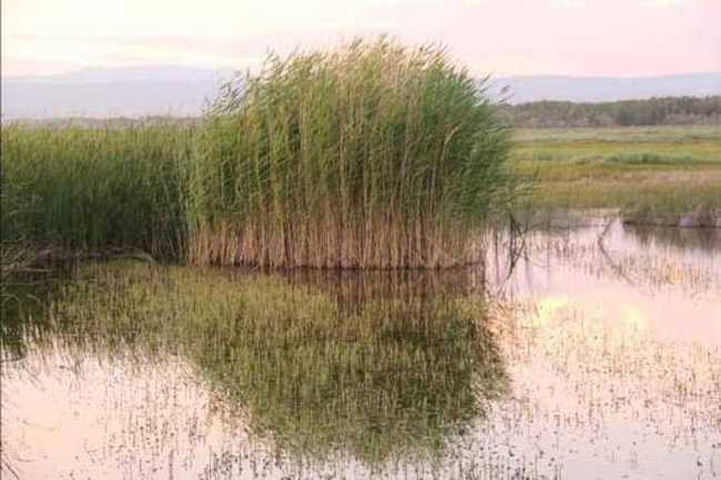 哈巴河：金色芦苇荡,图二
