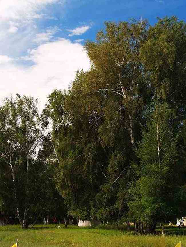 新疆伊犁哈巴河县风光,图三