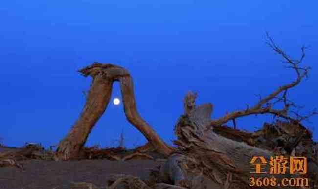 怪树林胡杨,图八