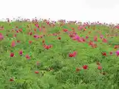 五月塔城山花节-巴尔鲁克山芍药谷(组图)