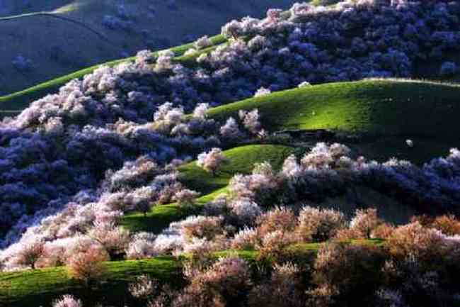 新疆新源县 原始杏树沟,图十六