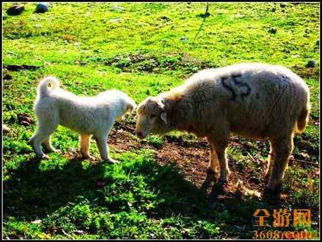 新疆北疆风光,图十九