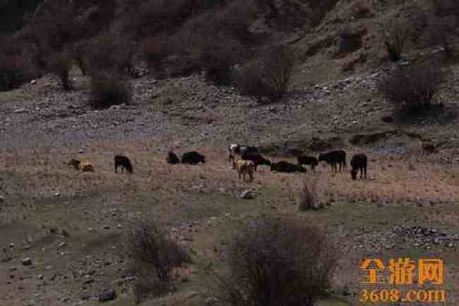 新疆自駕之旅,圖六