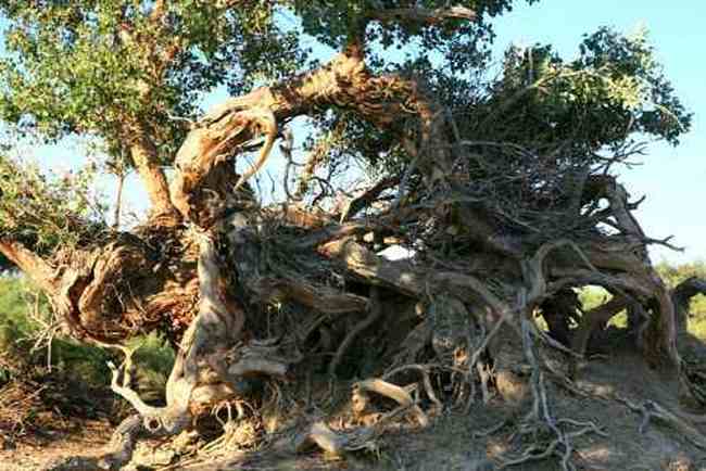 艾比湖畔的胡杨林,图二