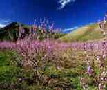 新疆新源風(fēng)光