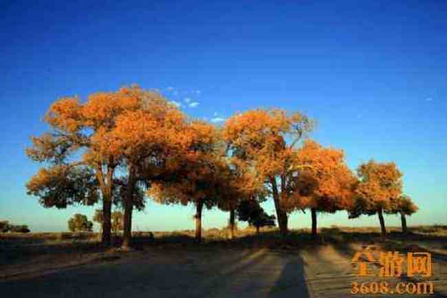 沙漠胡杨,图十四