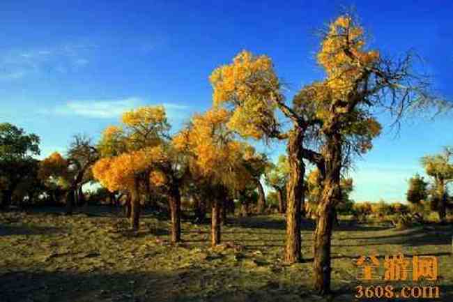 沙漠胡杨,图十