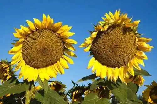 新疆伊宁向日葵田
