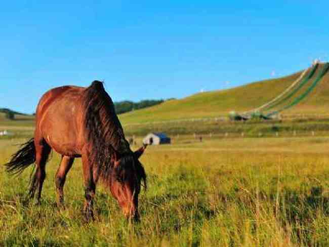 新疆草原（下）,图五