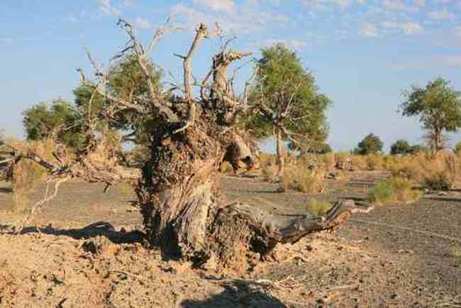 艾比湖畔的胡杨林,图五