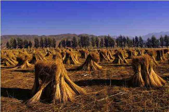 新疆伊犁行,圖五
