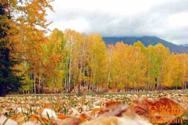 哈纳斯湖秋光,图十三