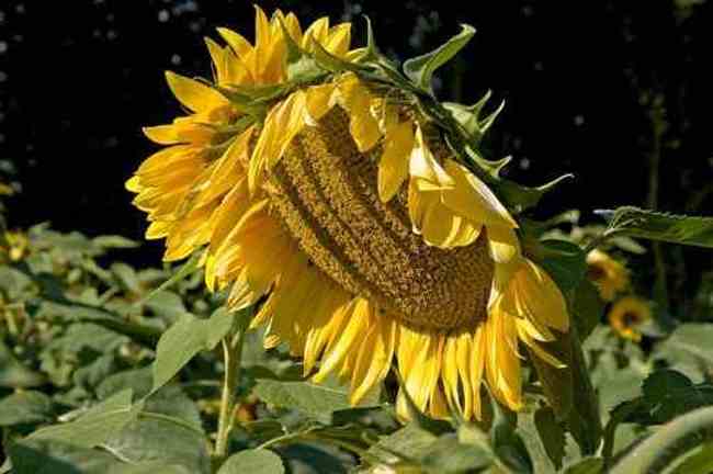 新疆伊宁向日葵田,图二