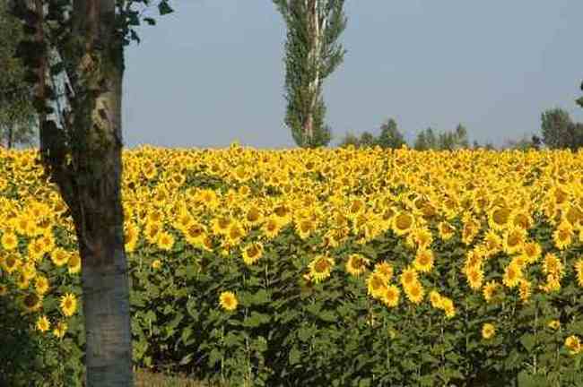 新疆伊宁向日葵田,图一