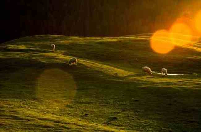 新疆江布拉克草原风光,图十一