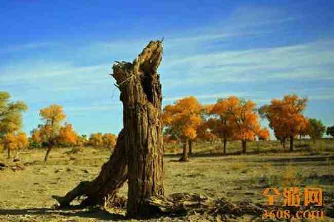 沙漠胡杨,图四