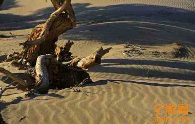 怪树林胡杨,图三