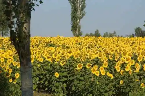 新疆伊宁向日葵田