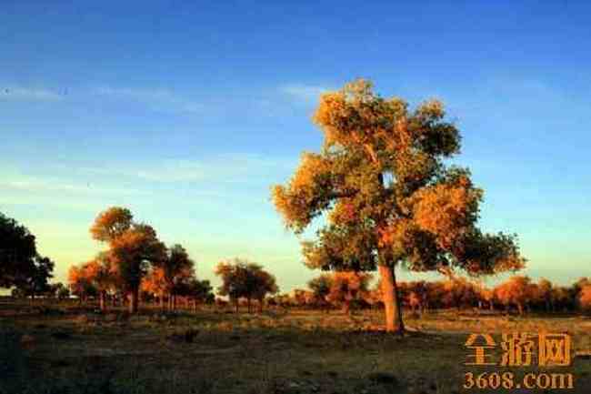 沙漠胡杨,图十一