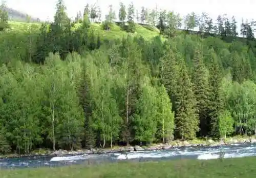 新疆喀纳斯风光