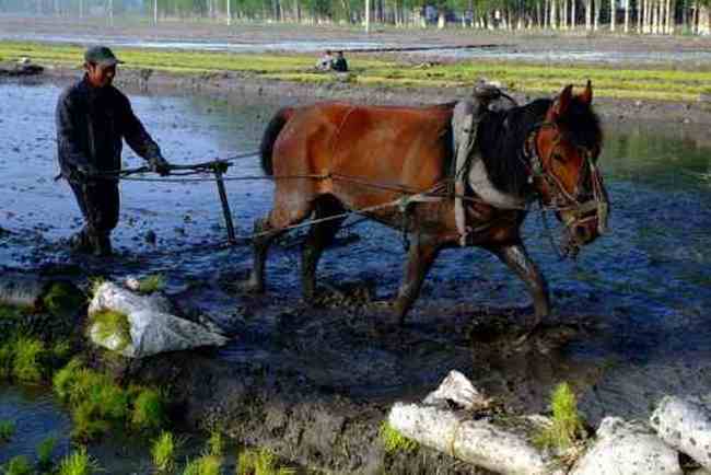 新疆米泉稻乡,图二