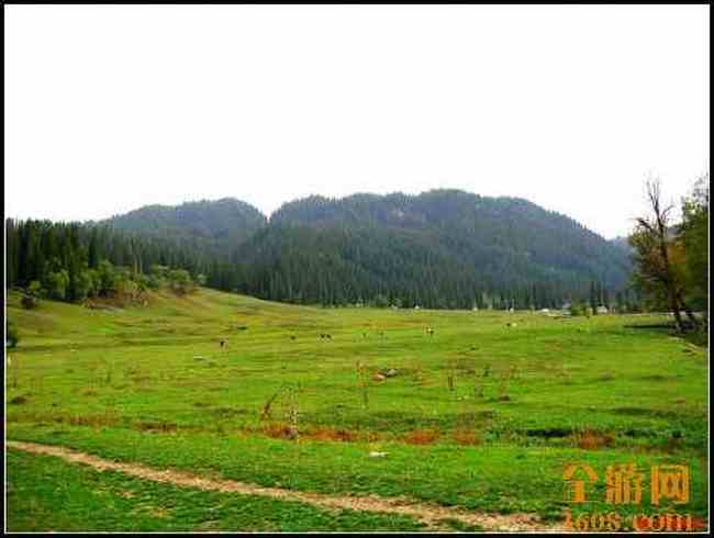 新疆库尔德宁,图九