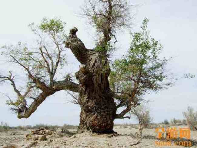 甘家湖神韵,图十