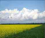 新疆伊犁油菜花田