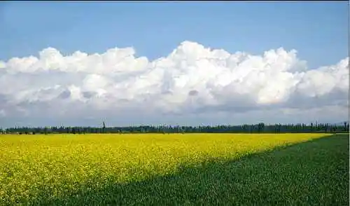新疆伊犁油菜花田