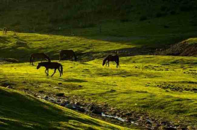 新疆江布拉克草原风光,图二