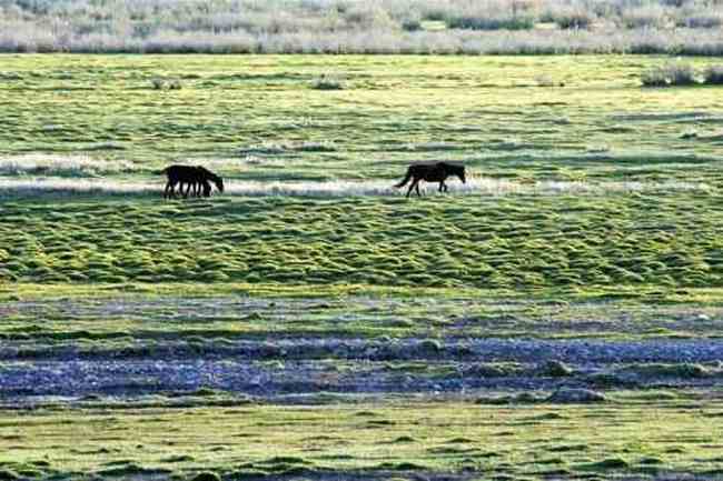 新疆准噶尔古城遗址,图八