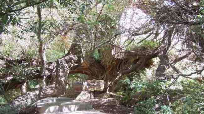 新疆--绿洲神木园,图一