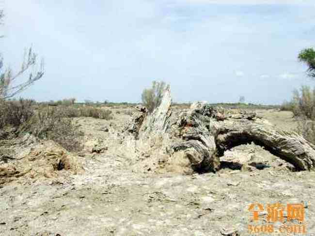 甘家湖神韵,图八