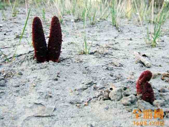 甘家湖神韵,图十三